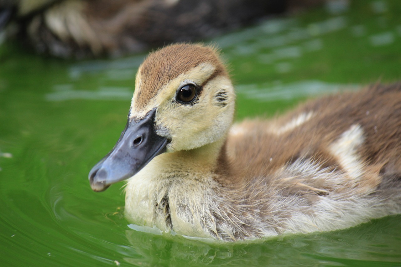 Image - duck ducklings animal birds