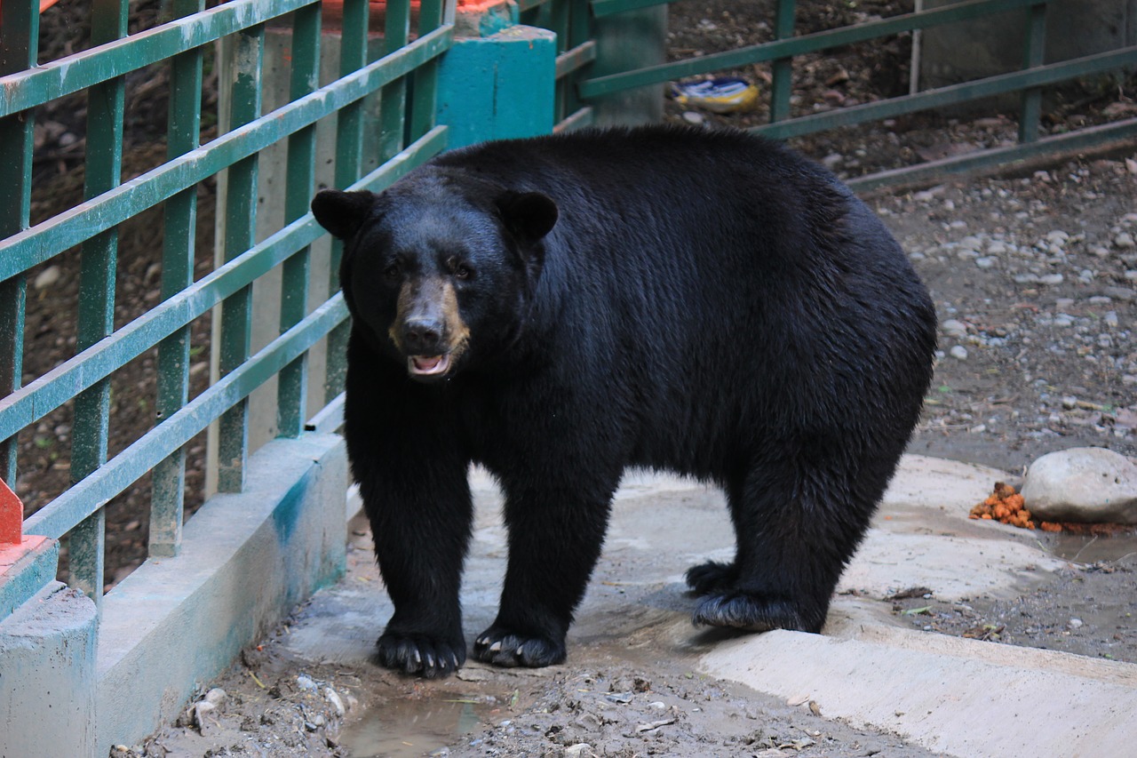 Image - black bear black bear large strong