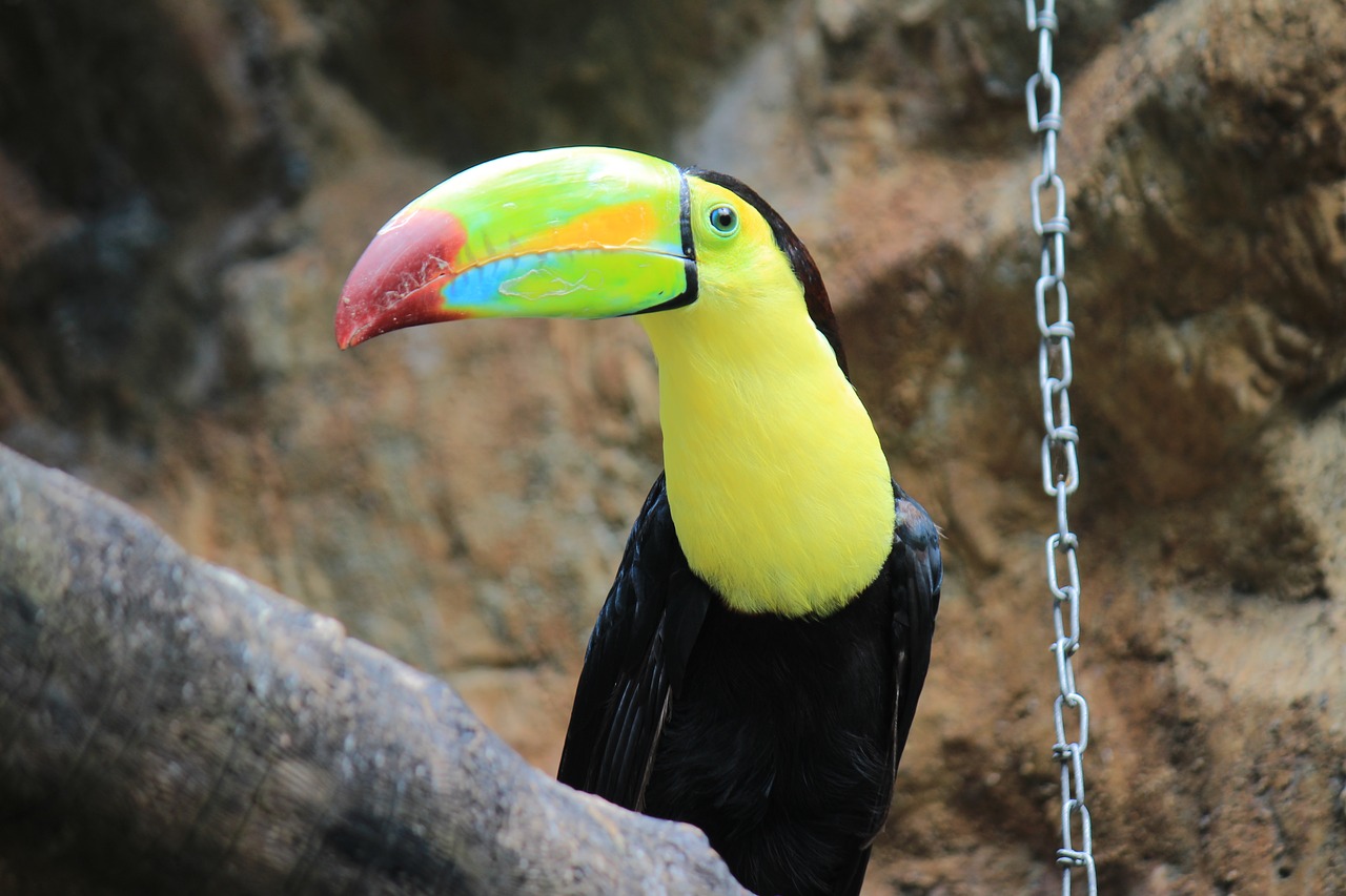 Image - toucan black green bird ave