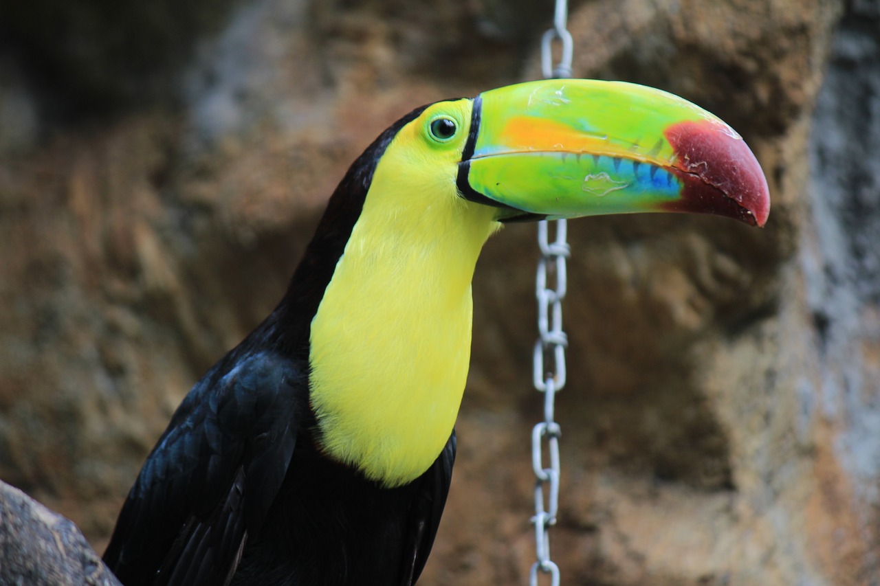 Image - toucan black green bird ave