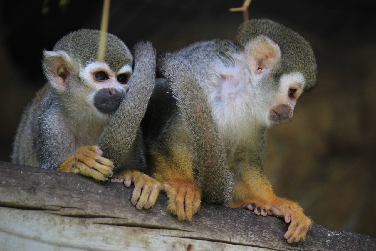 Image - mono spider monkey monkey fur look