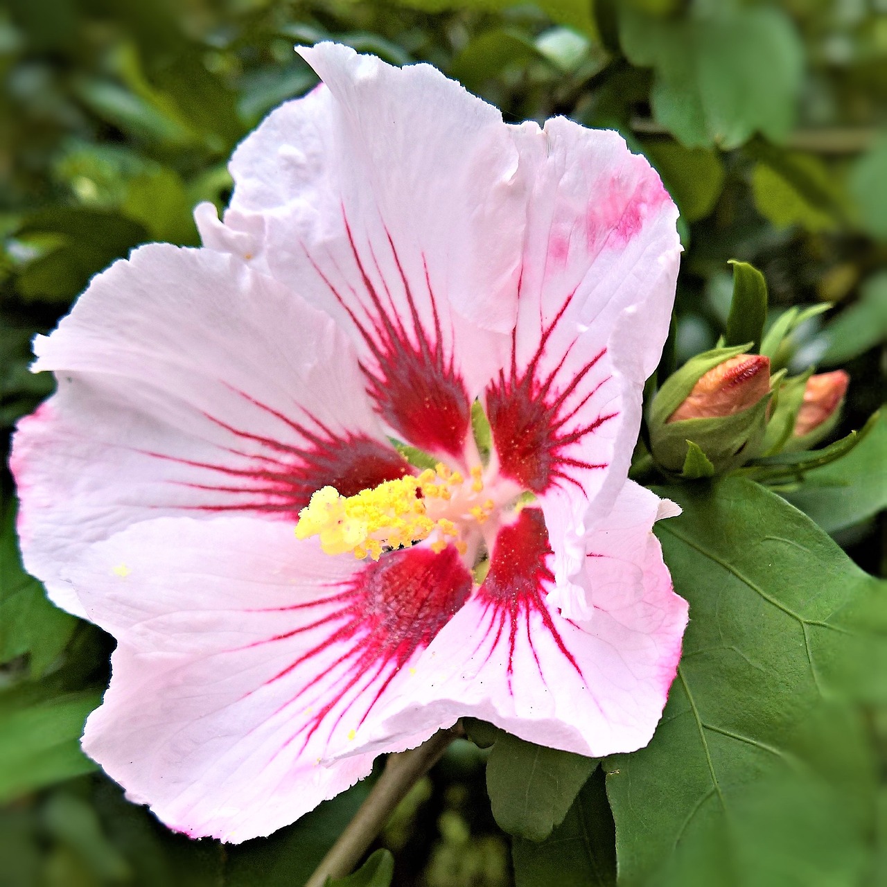 Image - plant hibiscus mallow flower garden