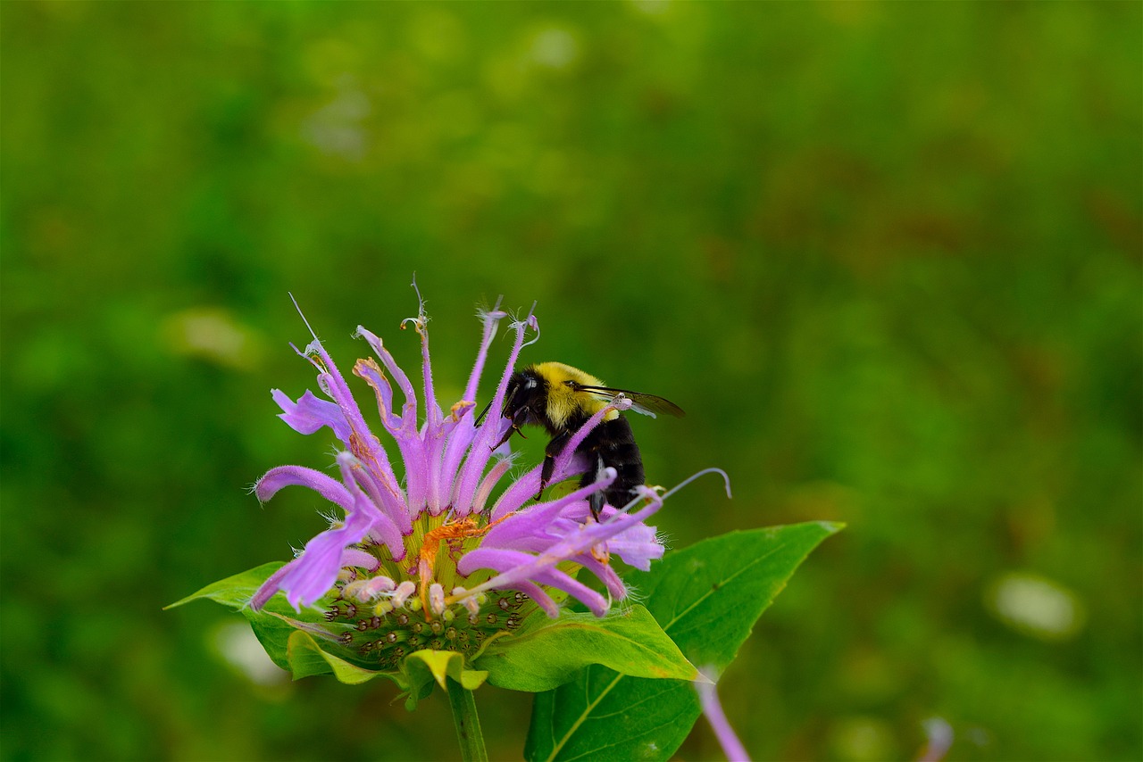 Image - bee bumble bee flower insect