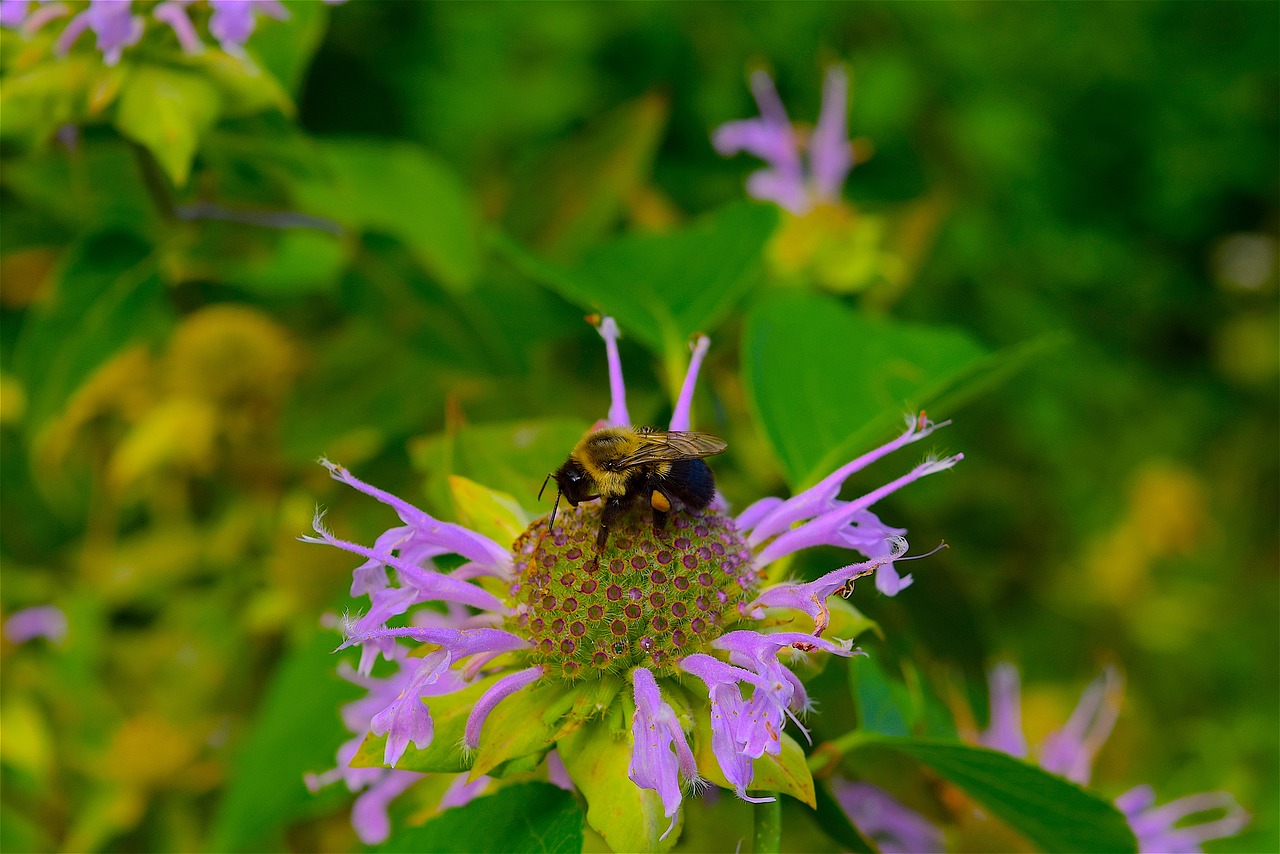 Image - bee bumble bee flower insect