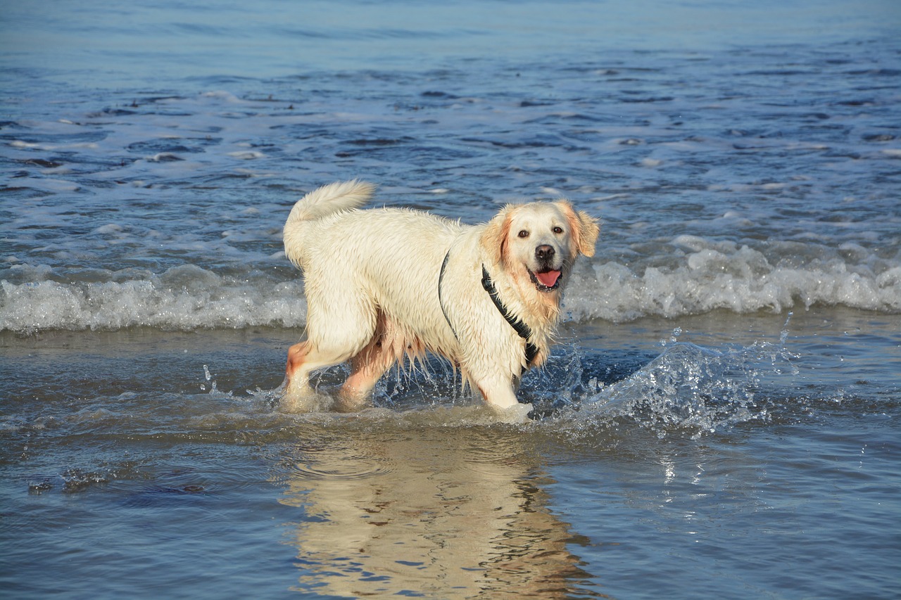 Image - dog golden retriever bathing sea