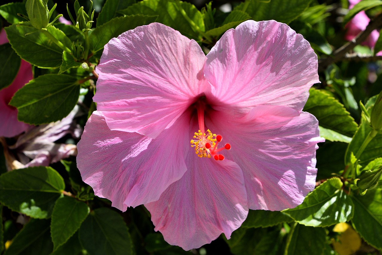 Image - pink hibiscus flower floral garden