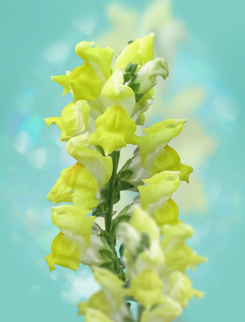 Image - snapdragons flower garden