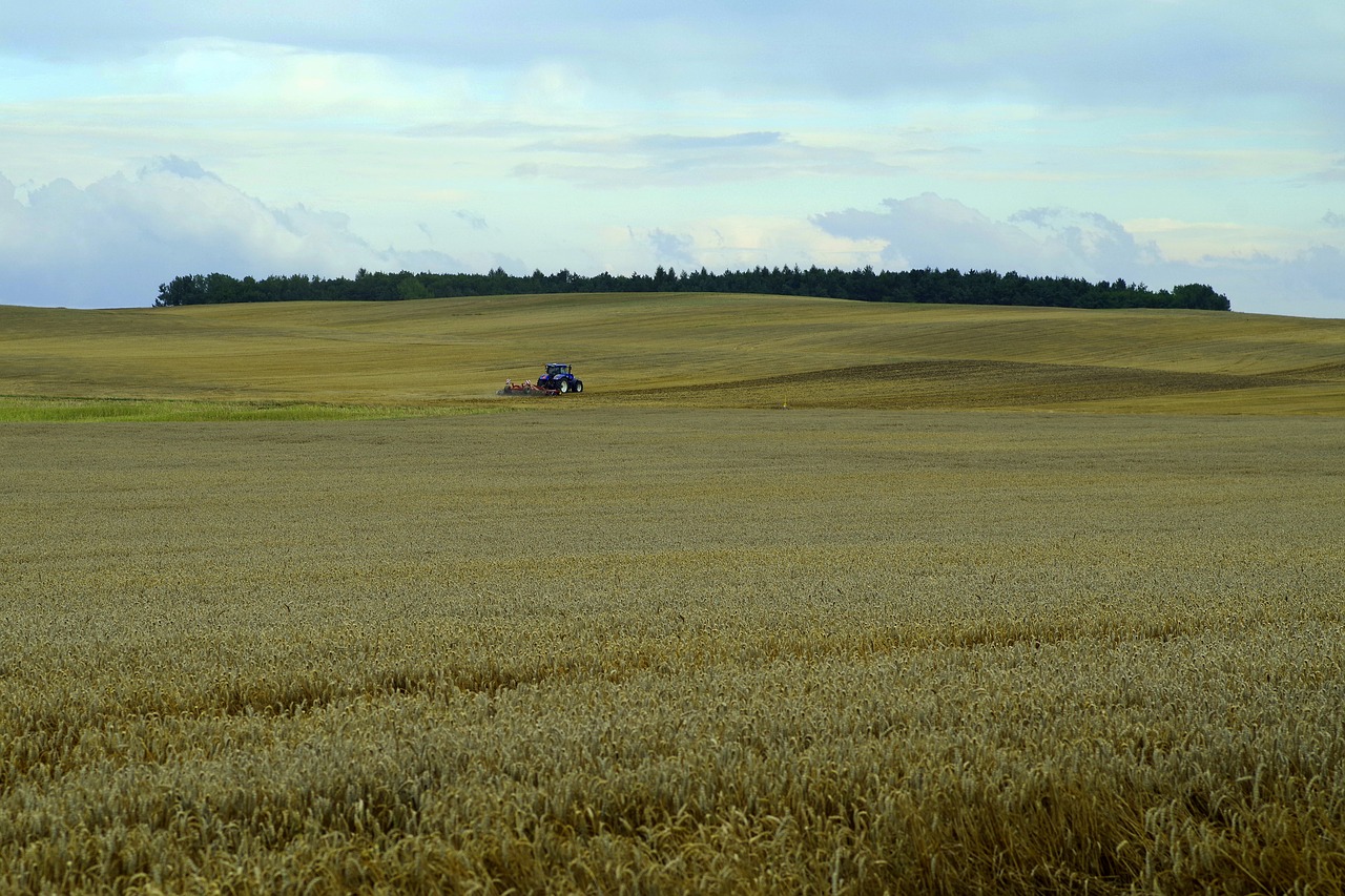 Image - corn field ears harvest festival