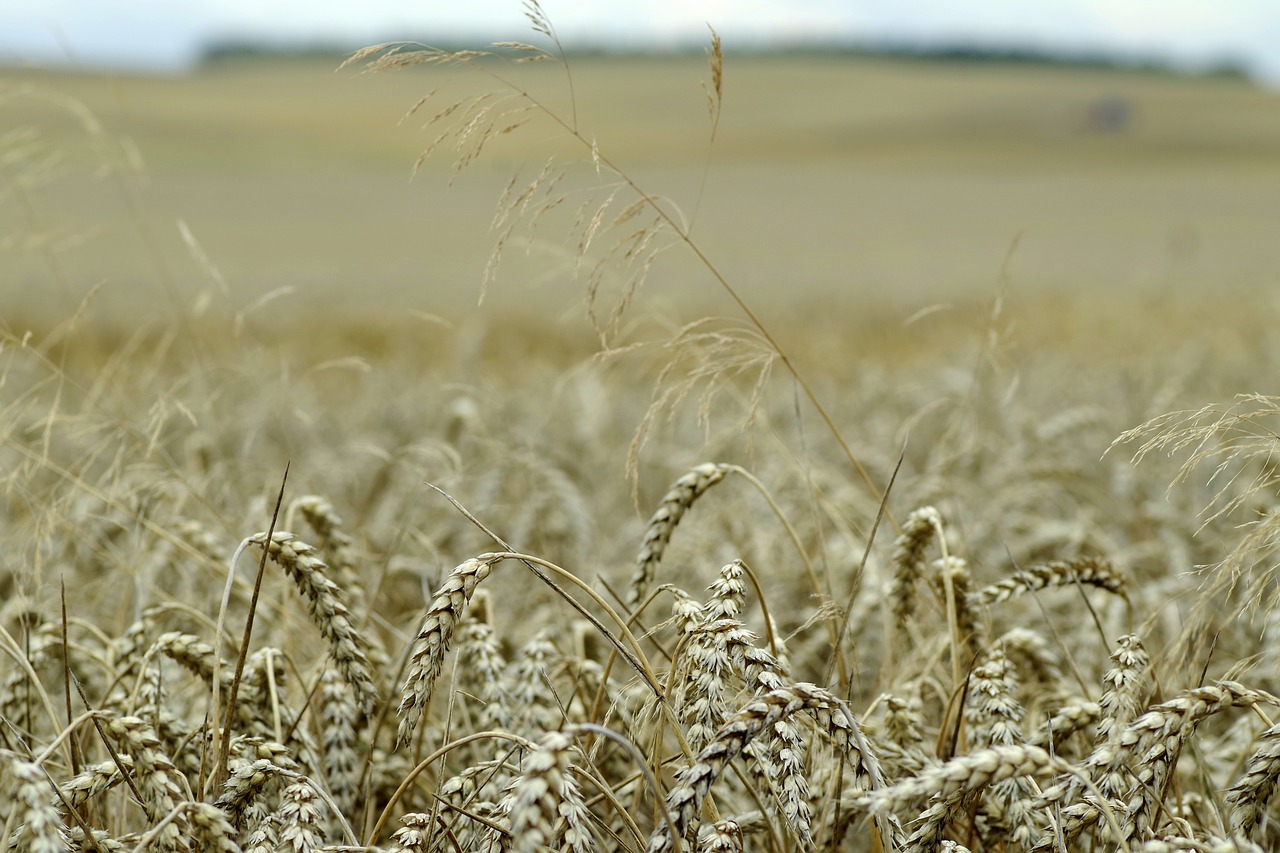 Image - corn field ears harvest festival