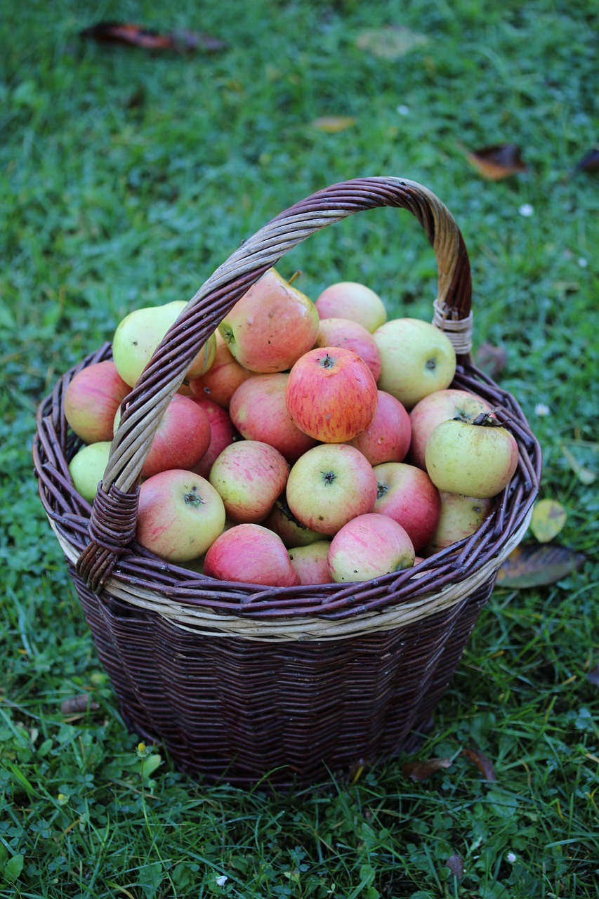 Image - apple basket autumn harvest