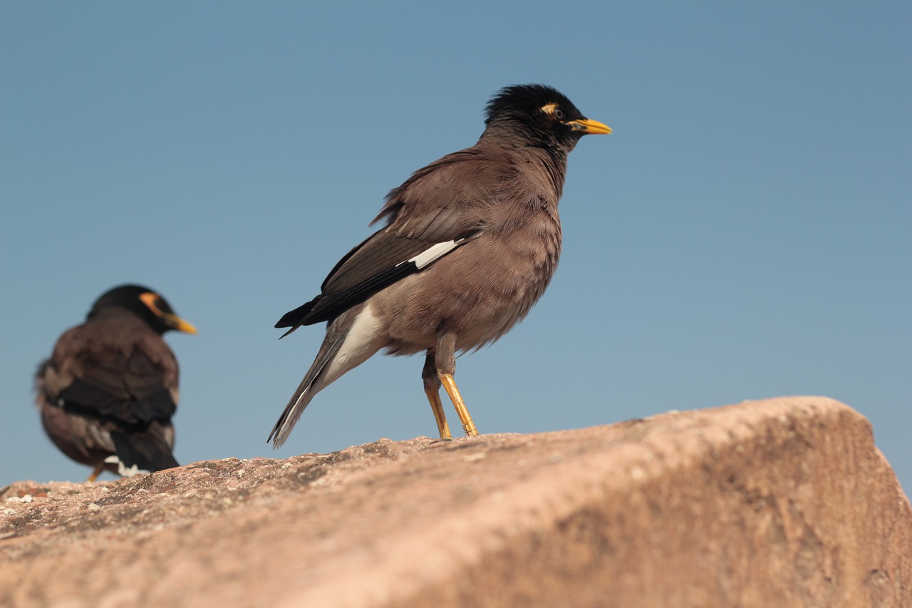 Image - myna bird yellow beak couple