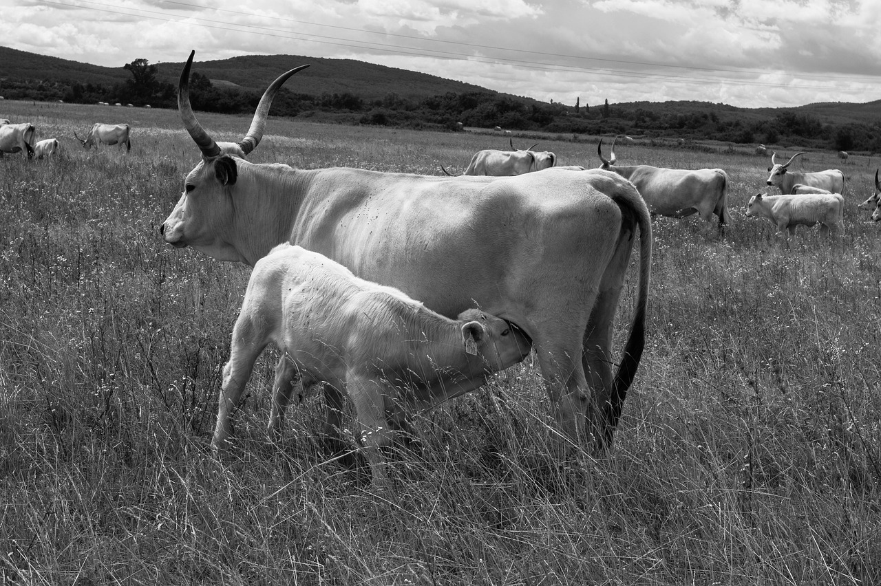 Image - animals grey cattle hungarian horns