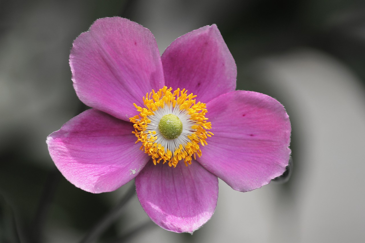 Image - fall anemone anemone hupehensis