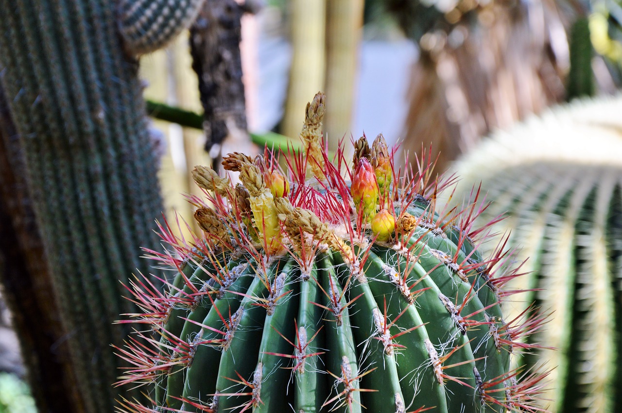 Image - cactus spur blossom bloom bloom