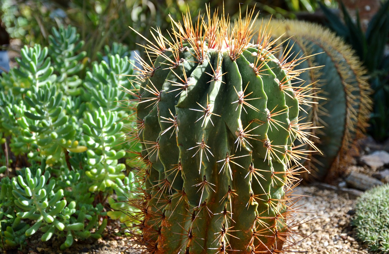 Image - cactus spur green prickly plant