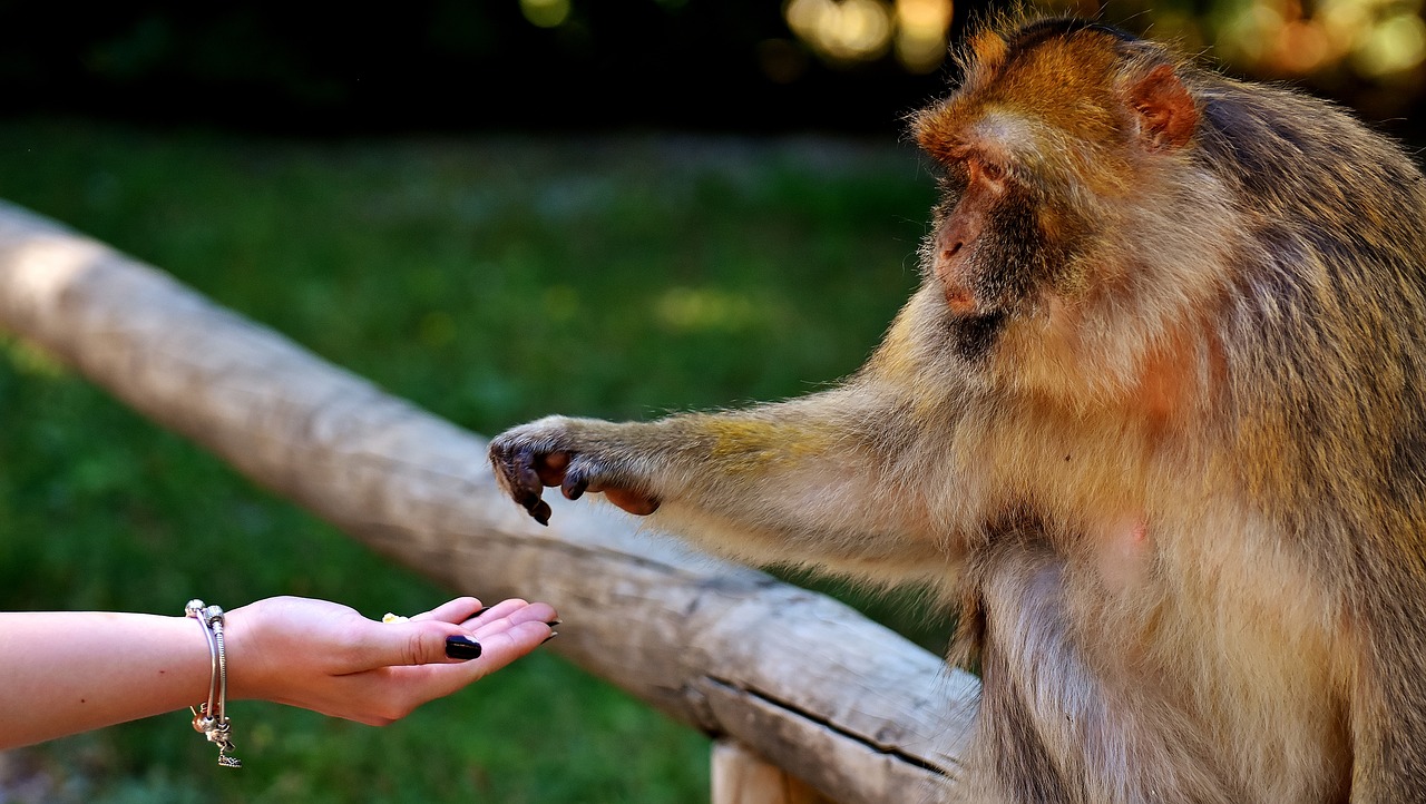 Image - ape baby monkey eat feed