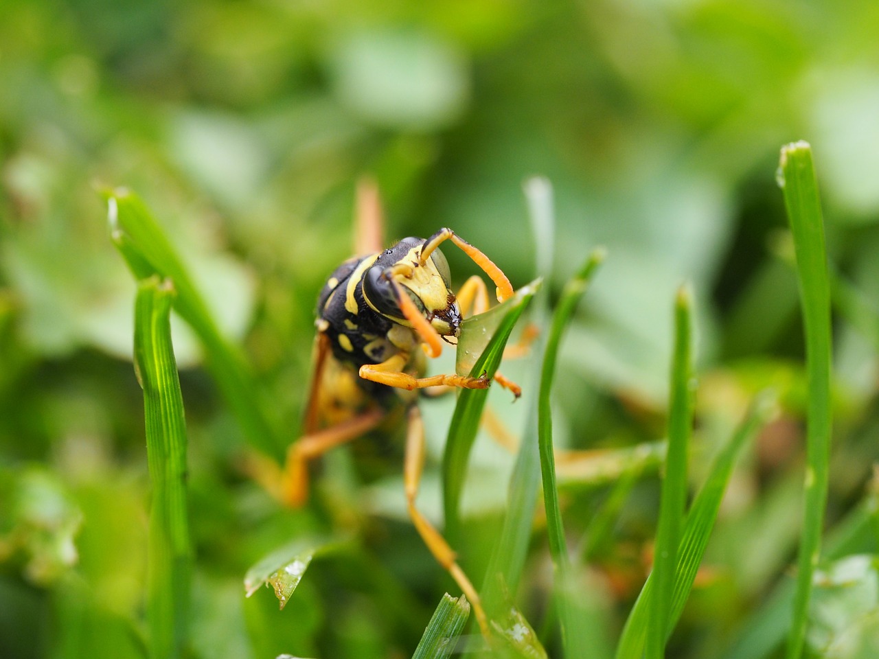 Image - wasp insect nature close animal