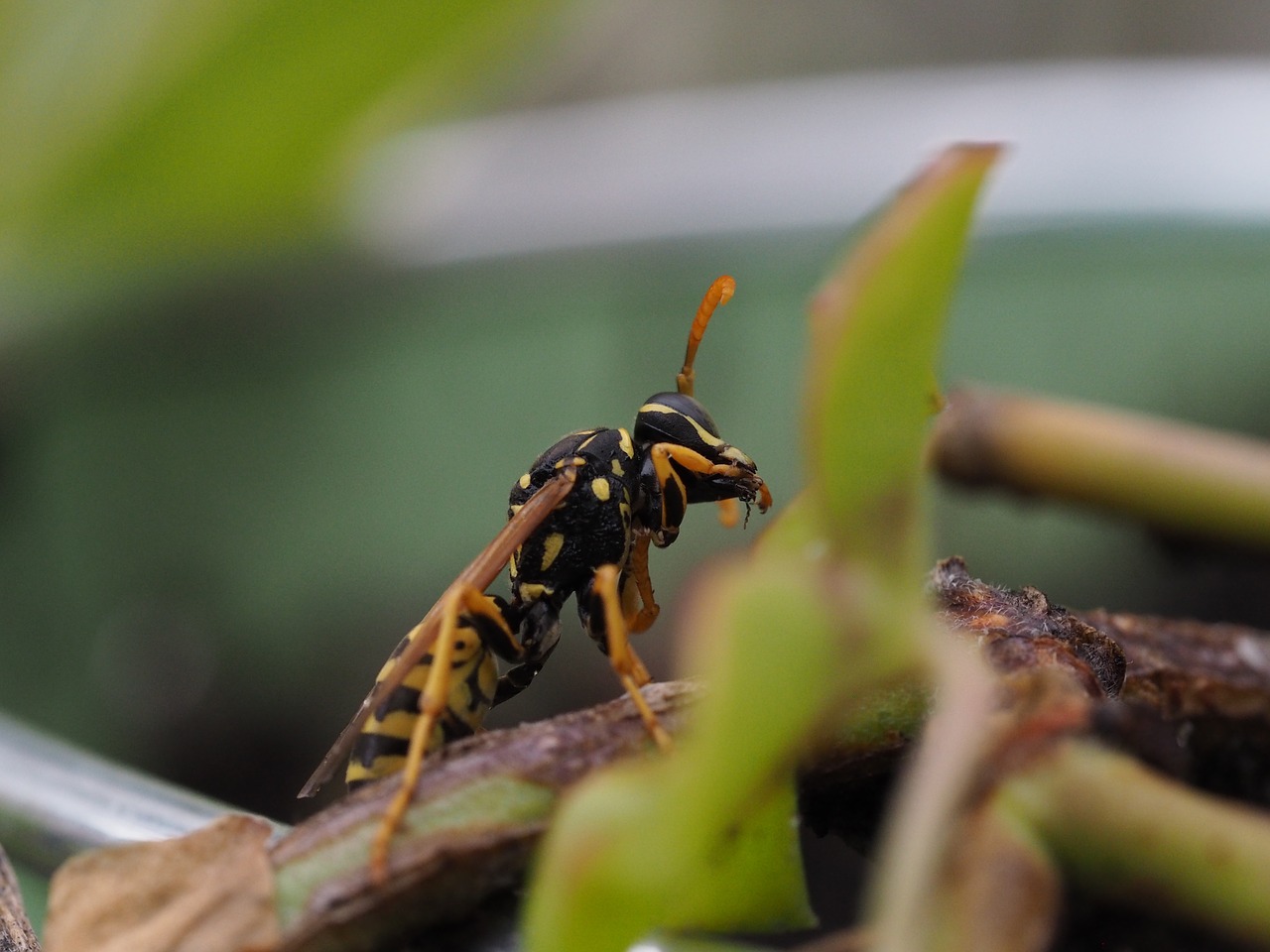 Image - wasp insect nature close animal