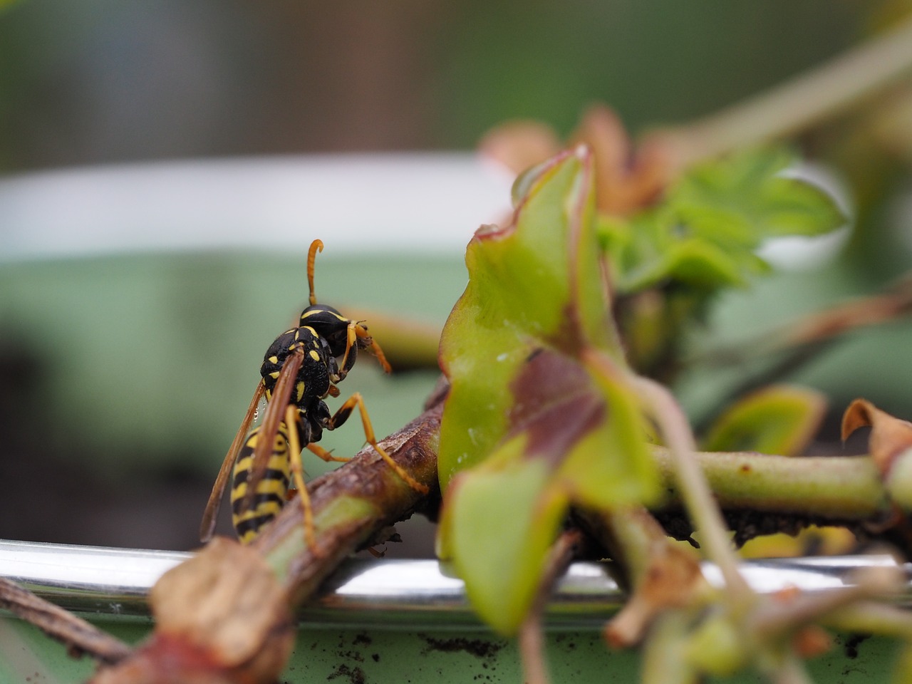 Image - wasp insect nature close animal