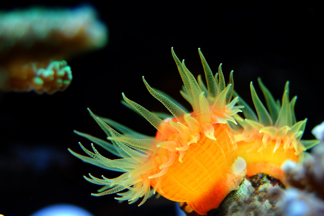 Image - coral reef sea underwater water