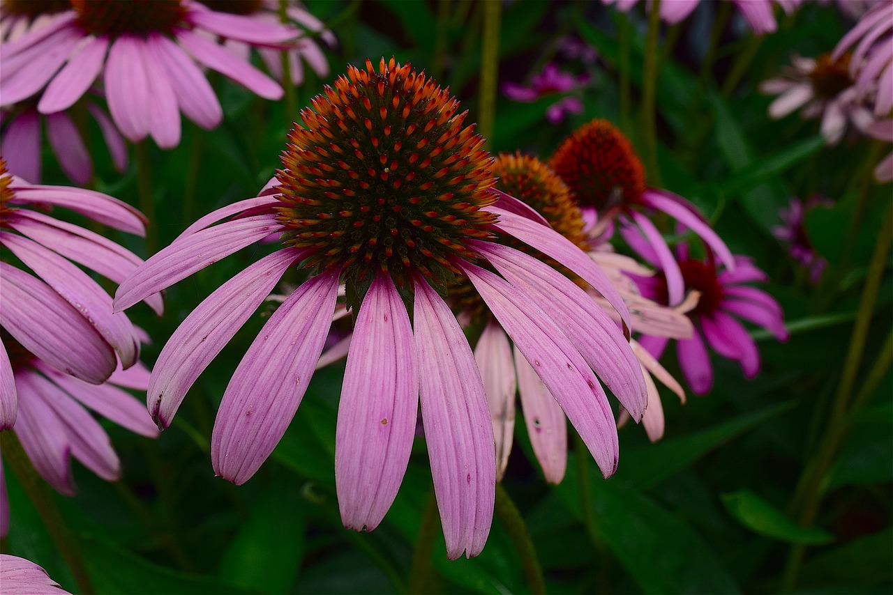 Image - flower pink echinacea nature