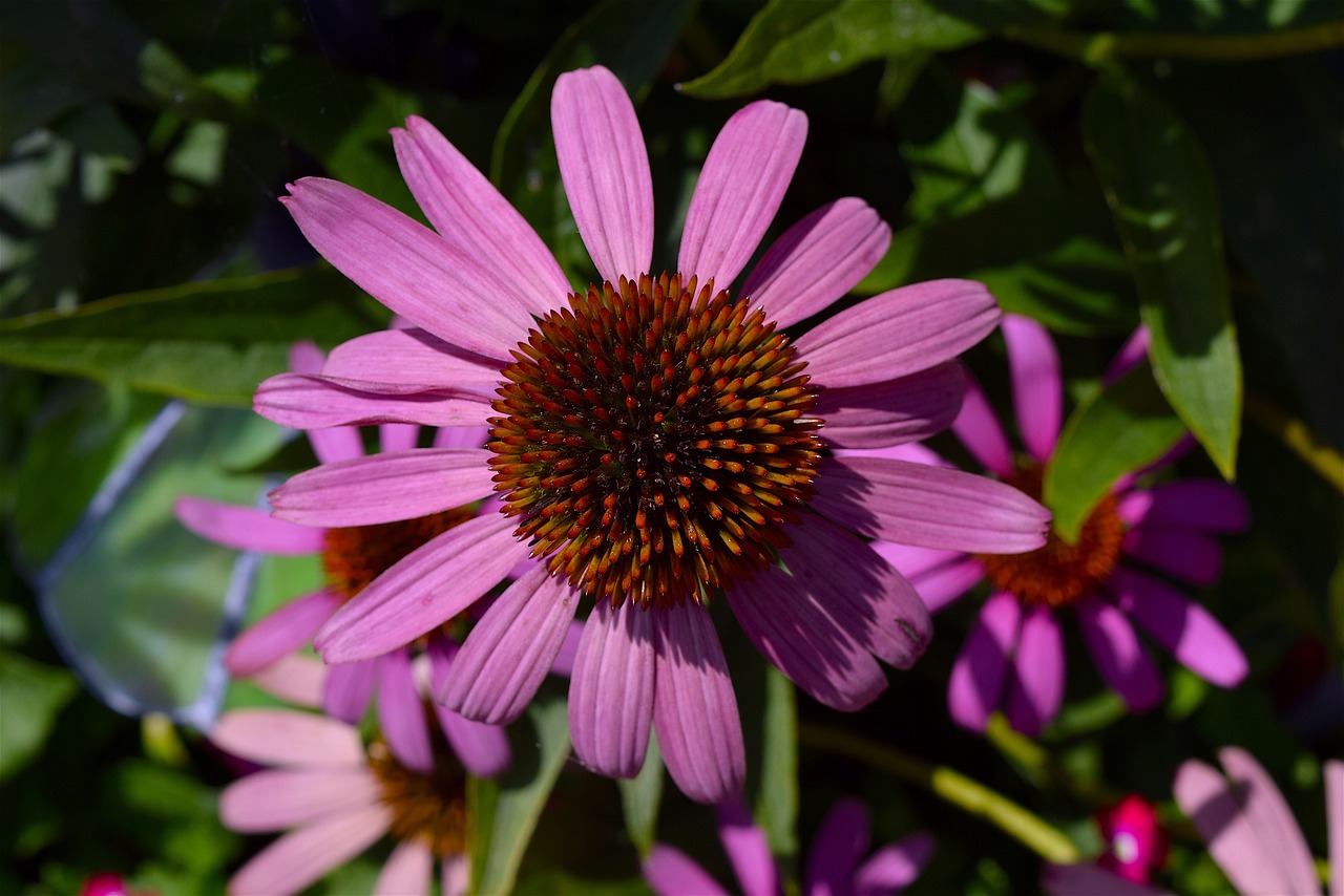 Image - flower pink echinacea petals