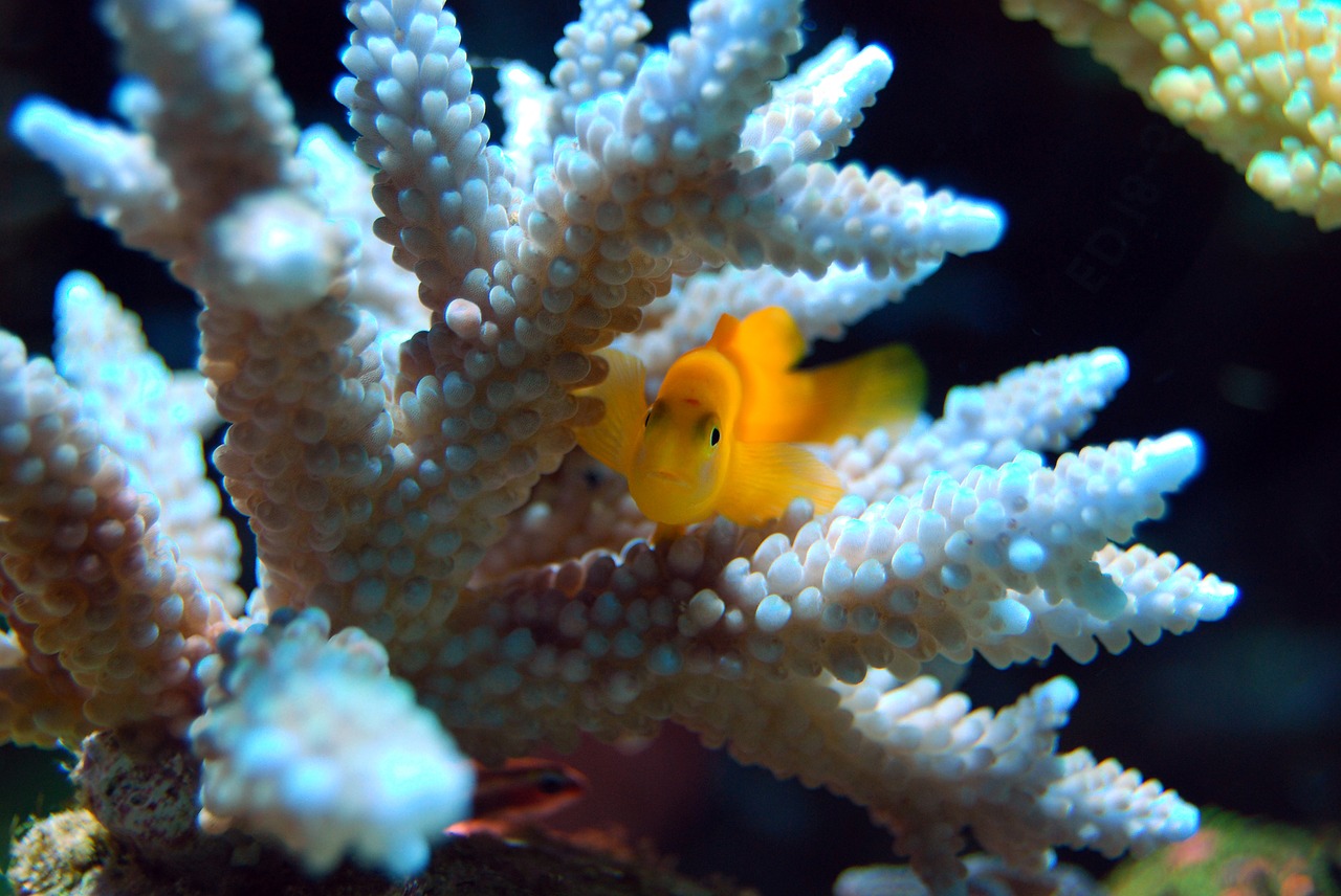 Image - fish reef coral yellow sea