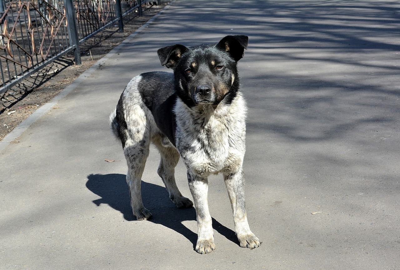 Image - dog animals stray dog old dog cur