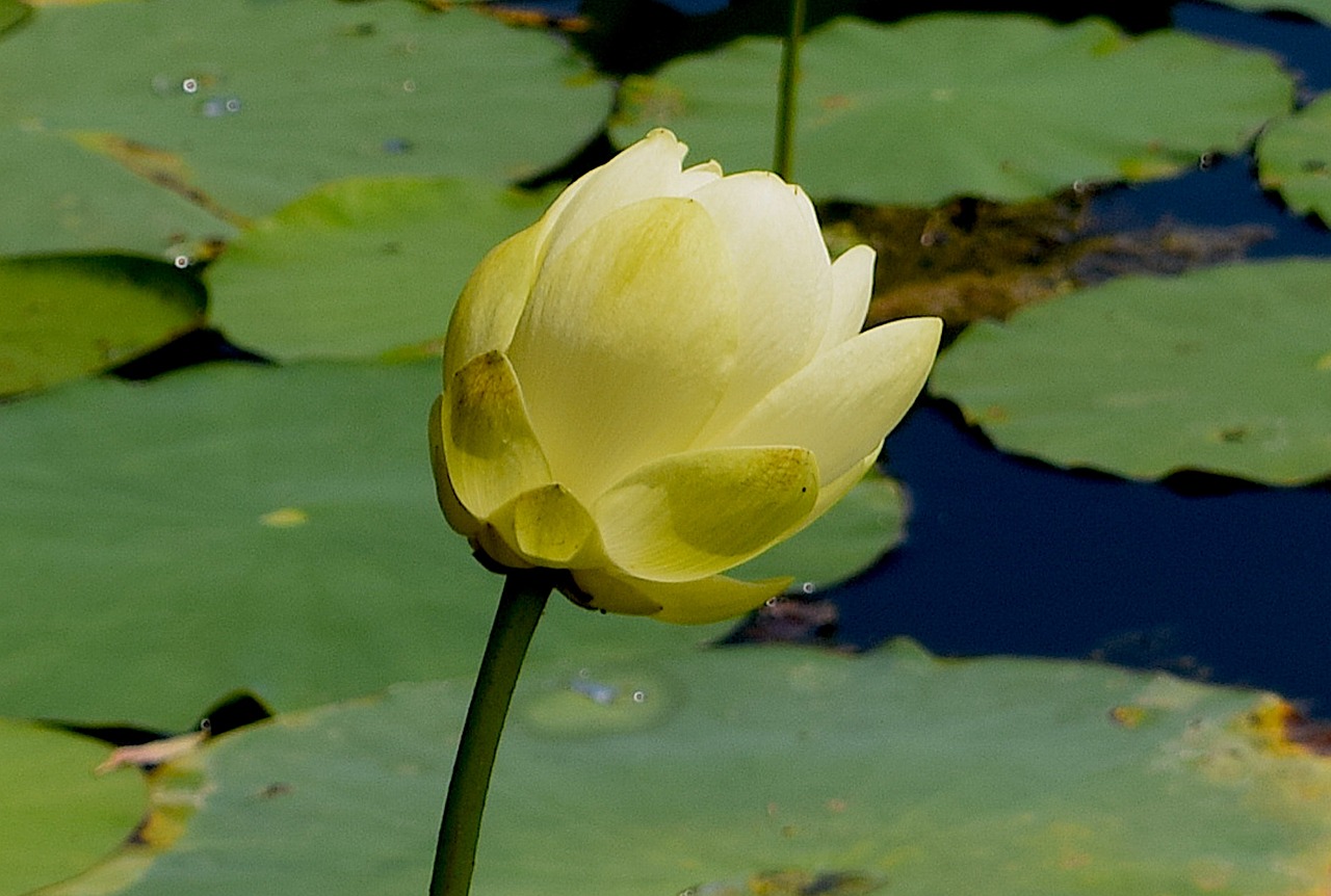 Image - flower yellow petals water lily