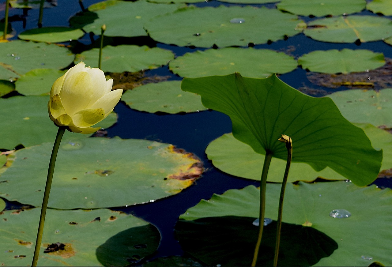 Image - flower yellow petals water lily