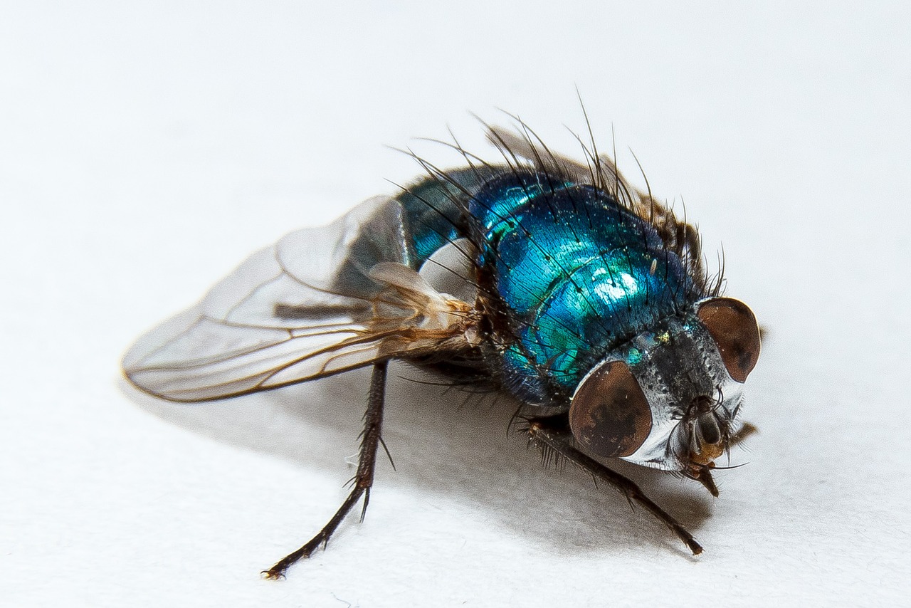 Image - housefly fly insect macro