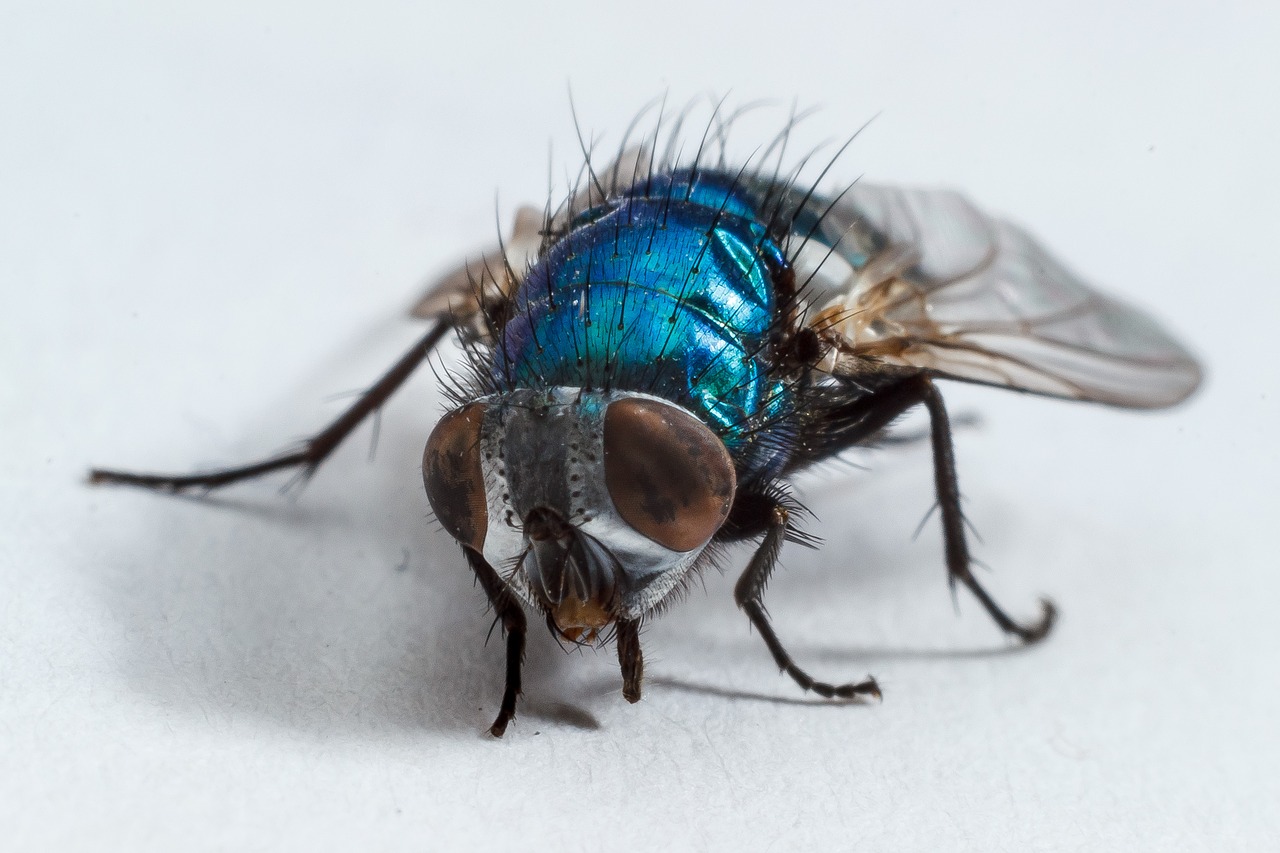 Image - housefly fly insect macro