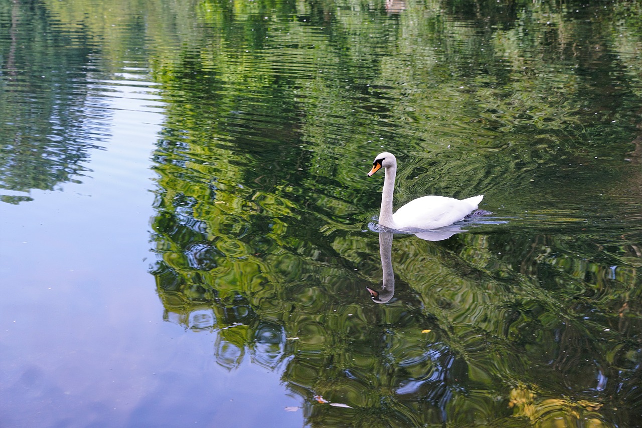 Image - swan bird danube donaueschingen