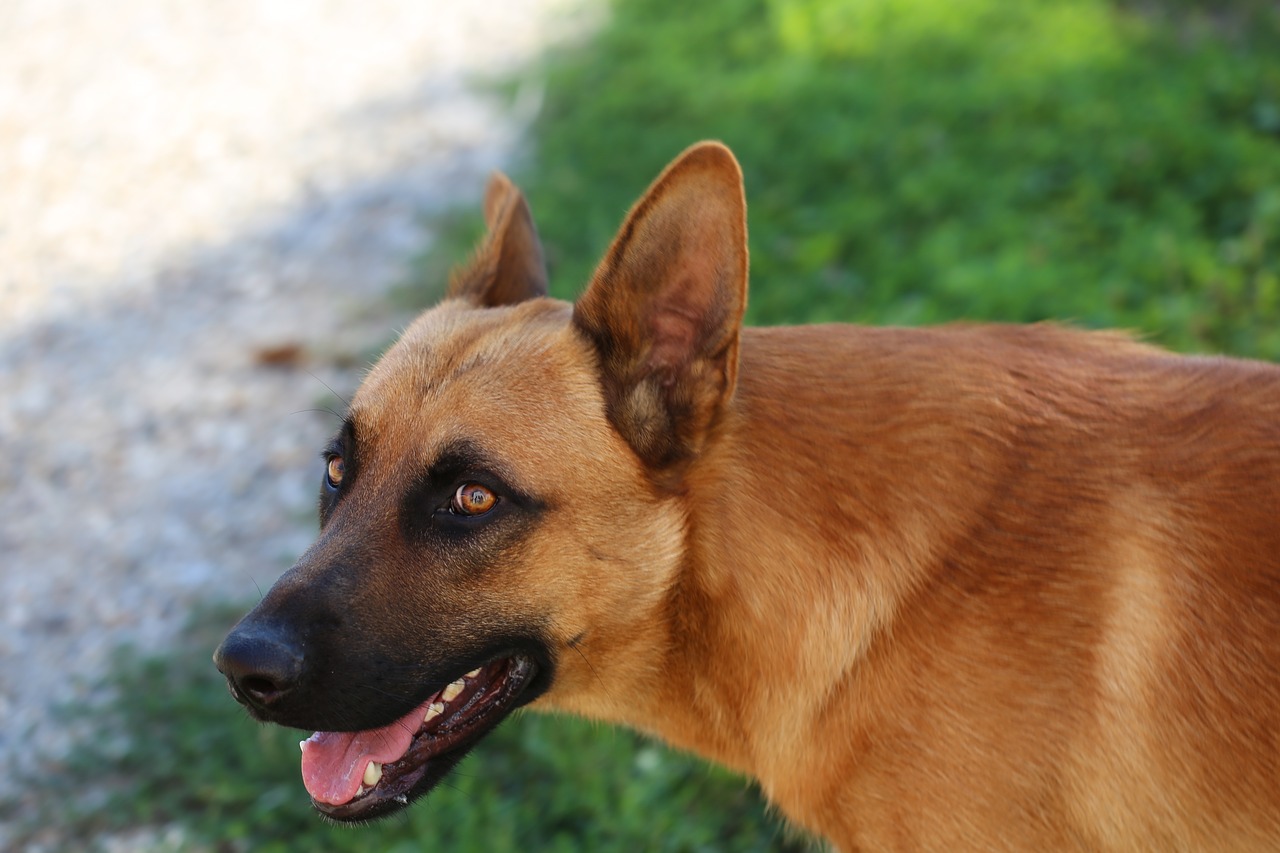 Image - belgian sheepdog young guard