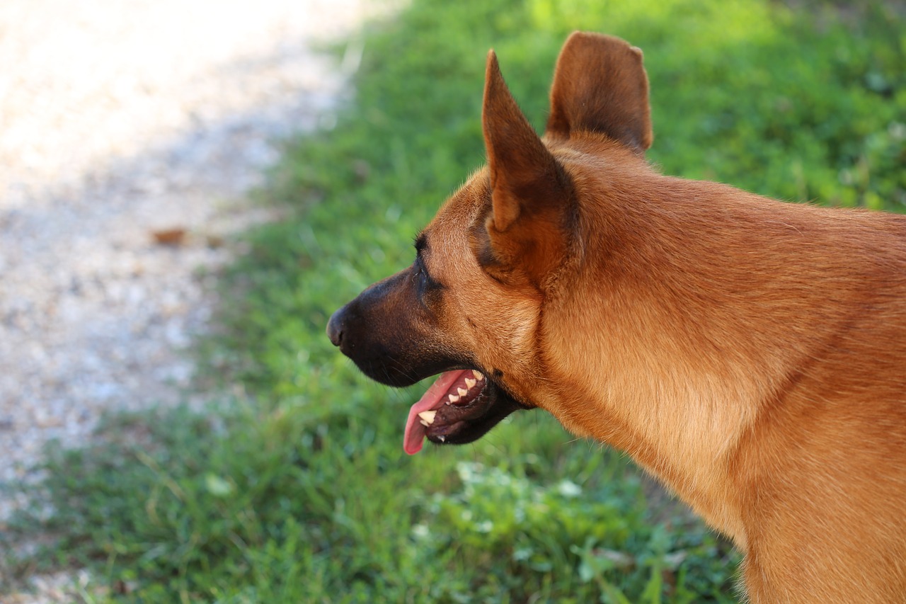 Image - belgian sheepdog animal guard pet