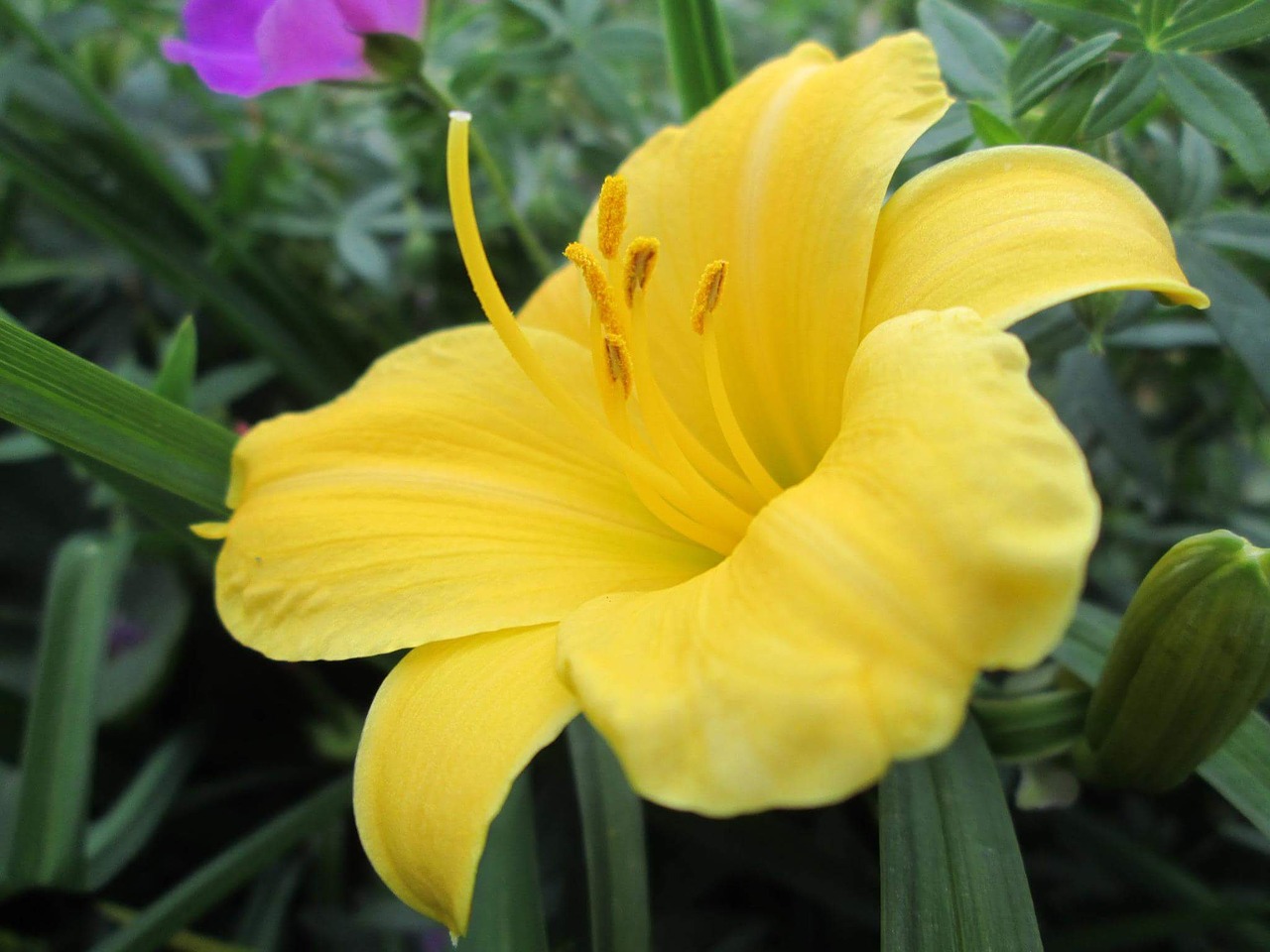 Image - lily lilies yellow pistils leaf