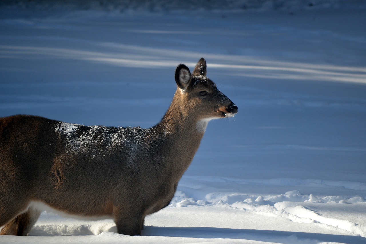 Image - animal deer standing snow