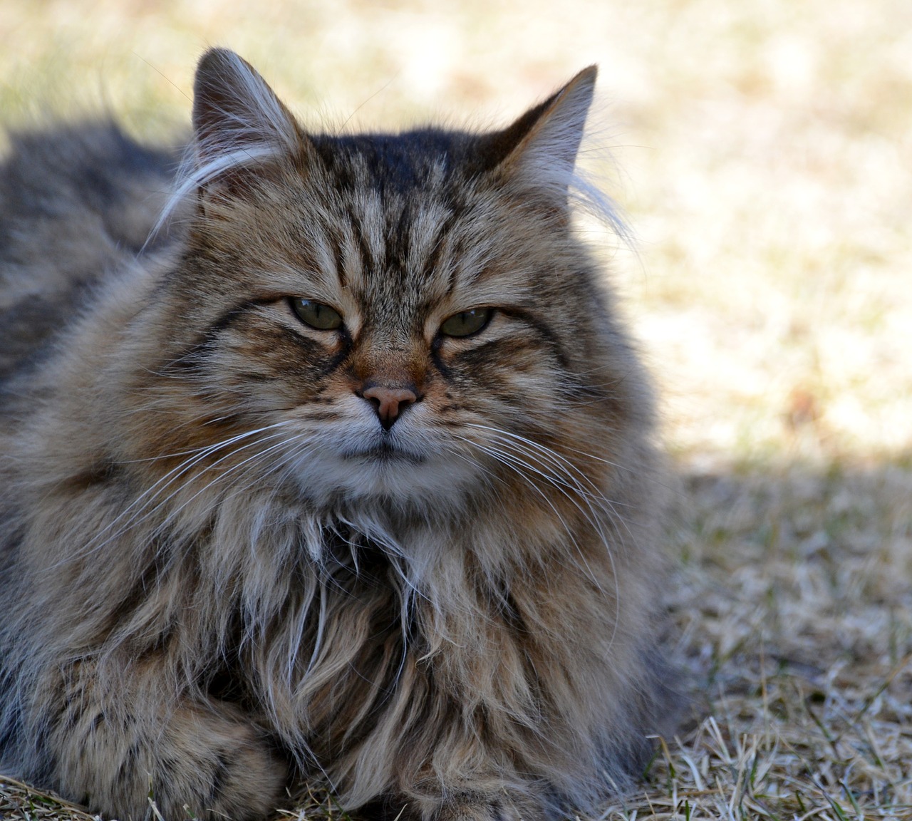 Image - cat tabby longhair animal portrait