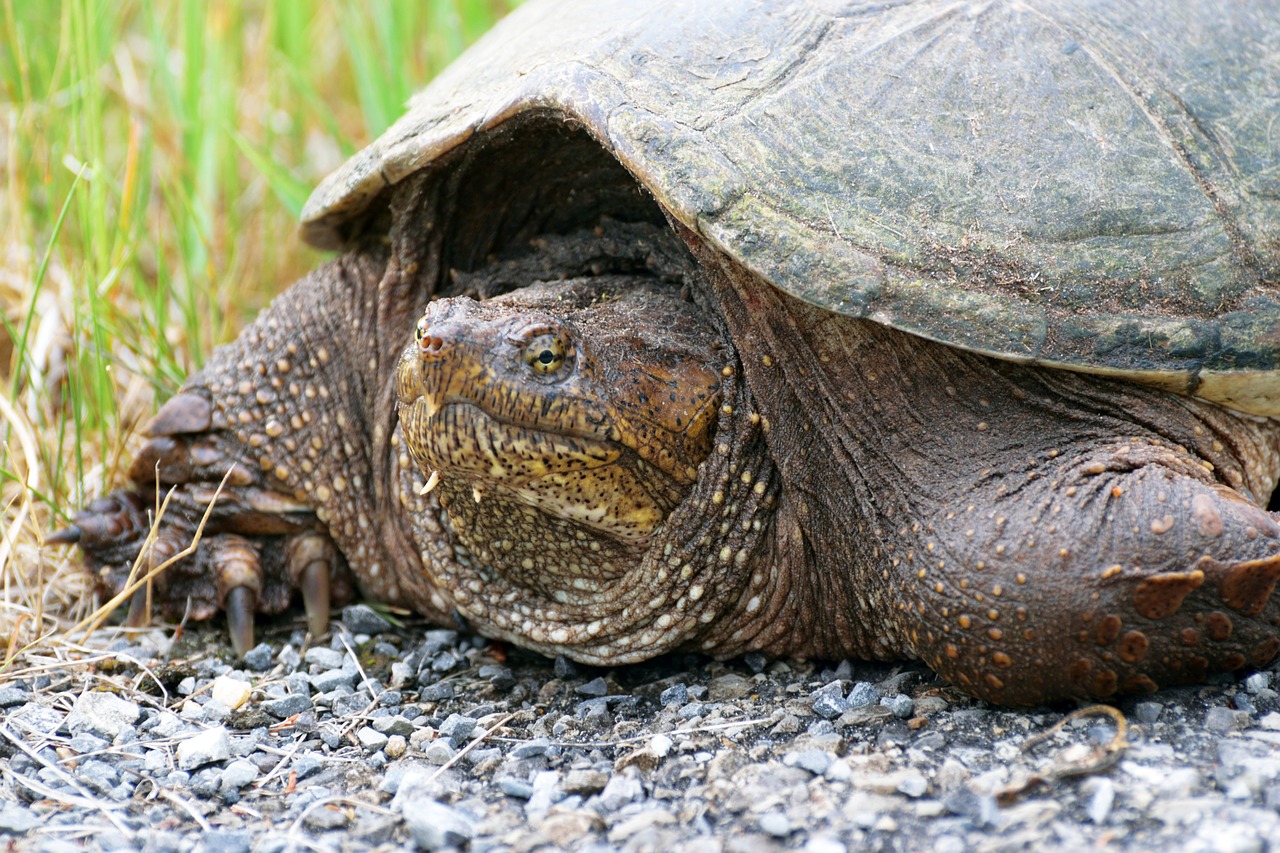 Image - reptile snapping turtle animal