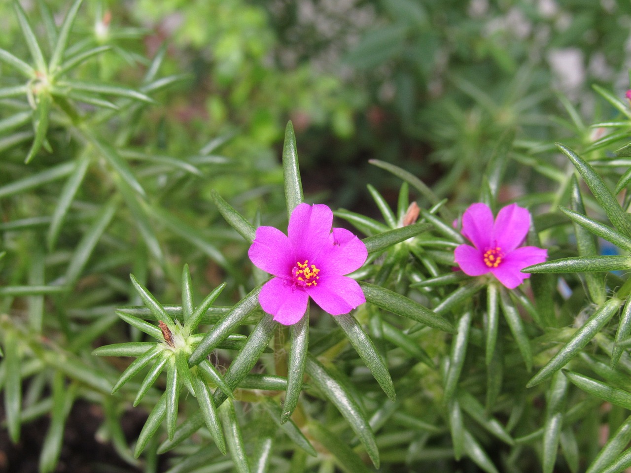 Image - flower purple macro nature bloom