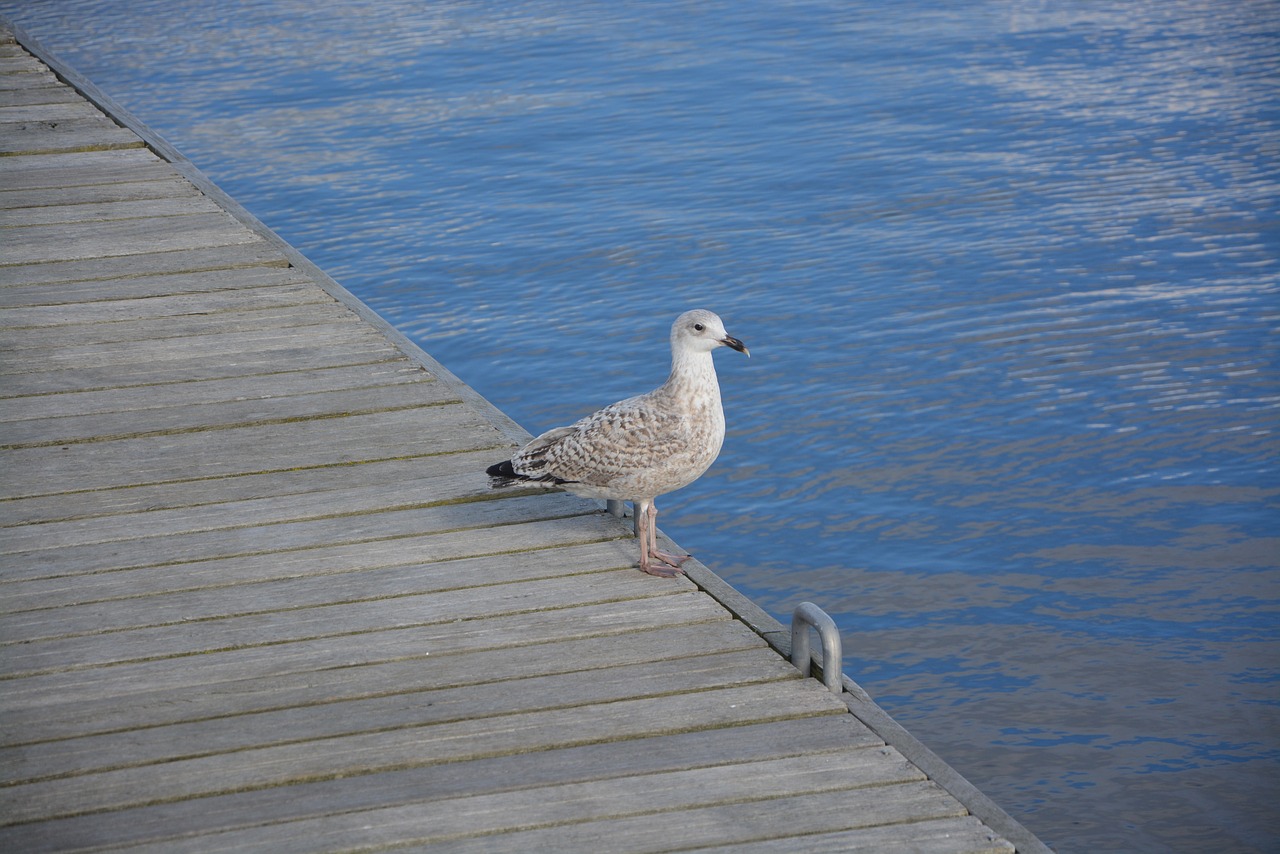 Image - seabird sea beach blue sea pen