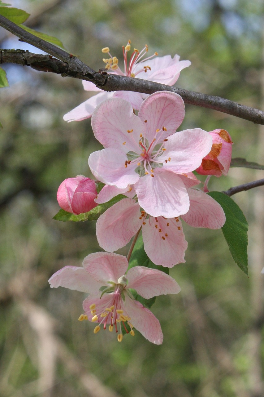 Image - pink apple blossom fruit tree