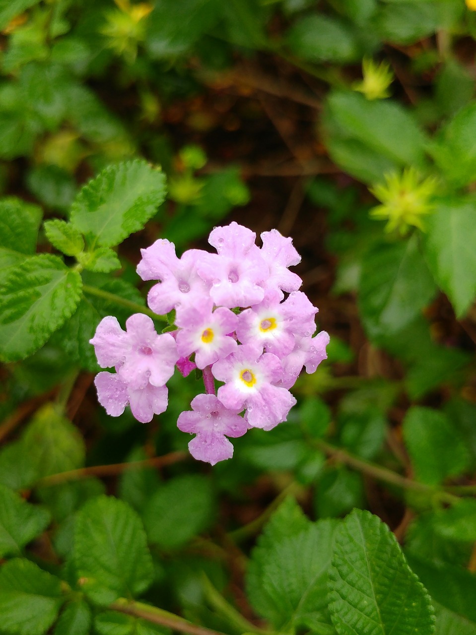Image - light violet flower plant lantana
