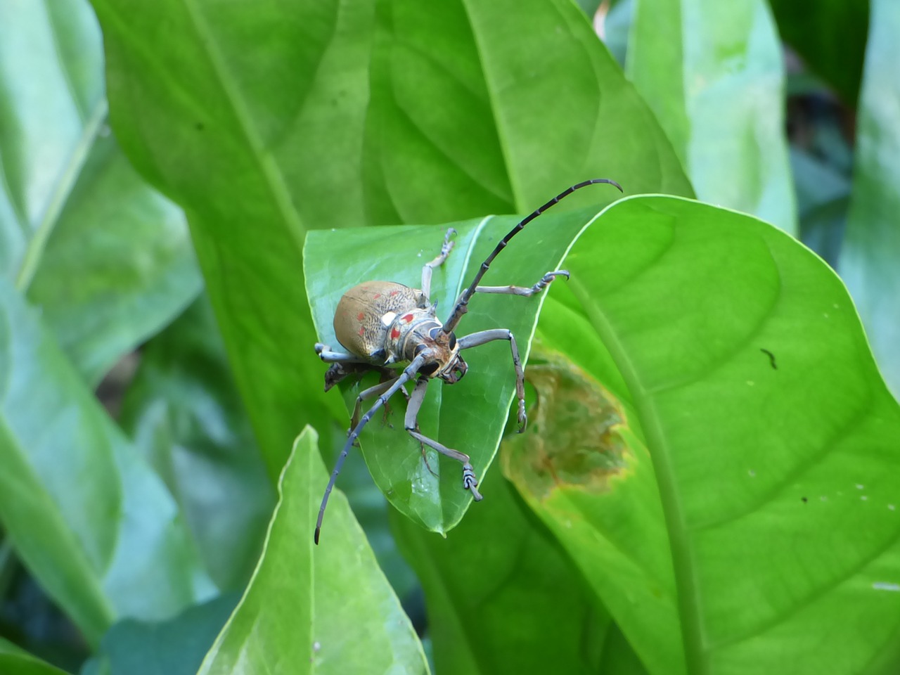 Image - bug tropical bug forest nature