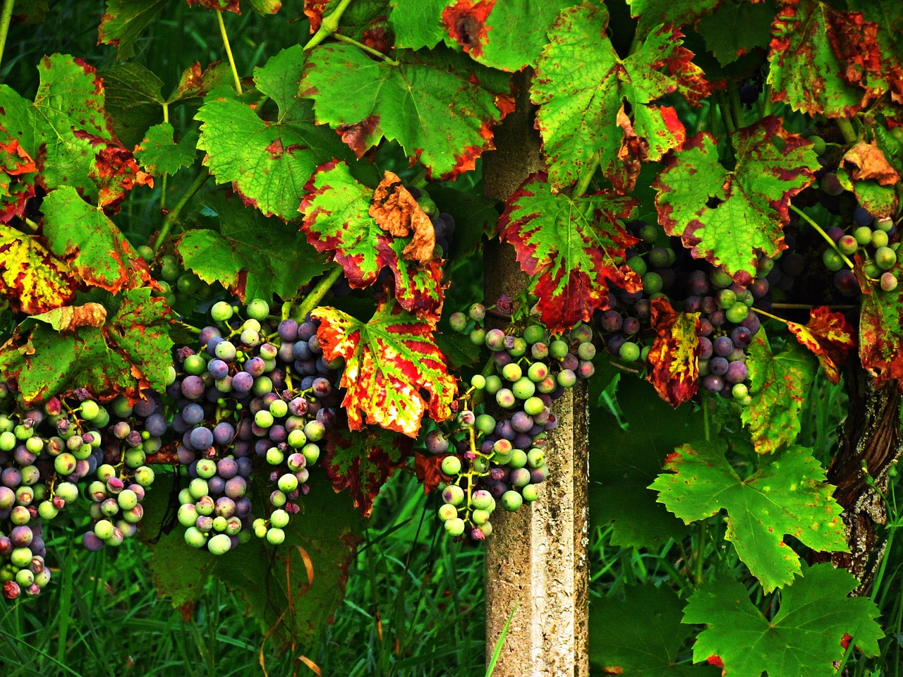 Image - grapes foliage autumn fruit colors