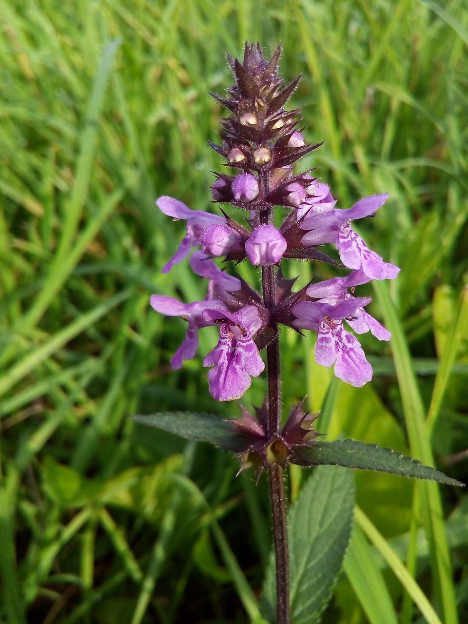 Image - the dragonhead lamiaceae labiatae