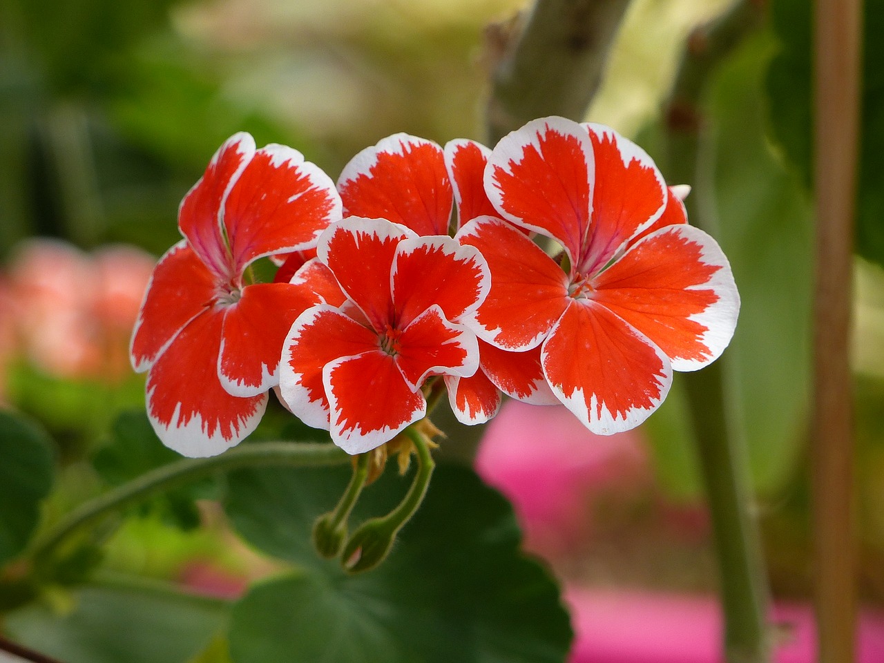 Image - geranium colors plant summer