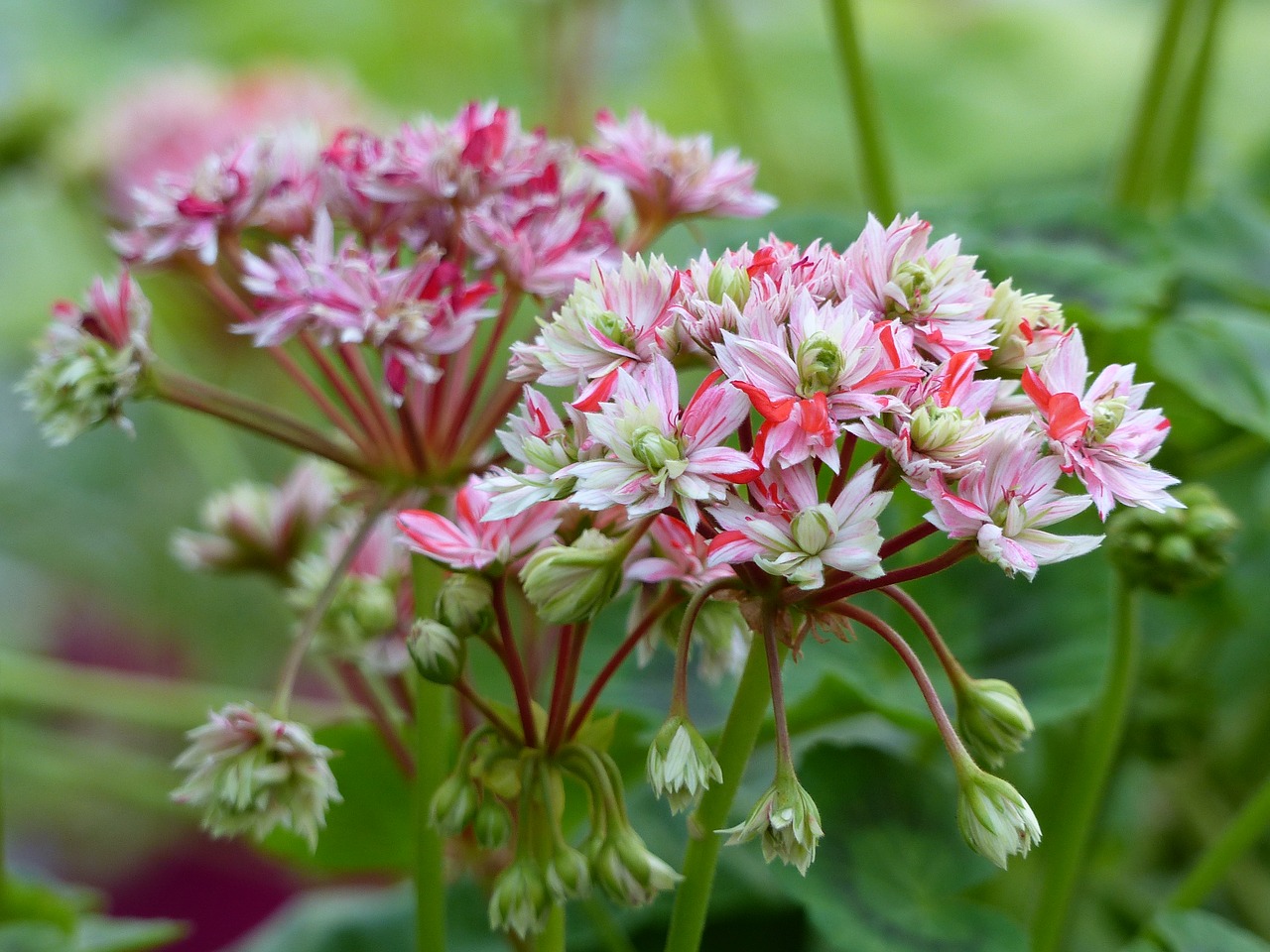 Image - geranium flowers colors garden