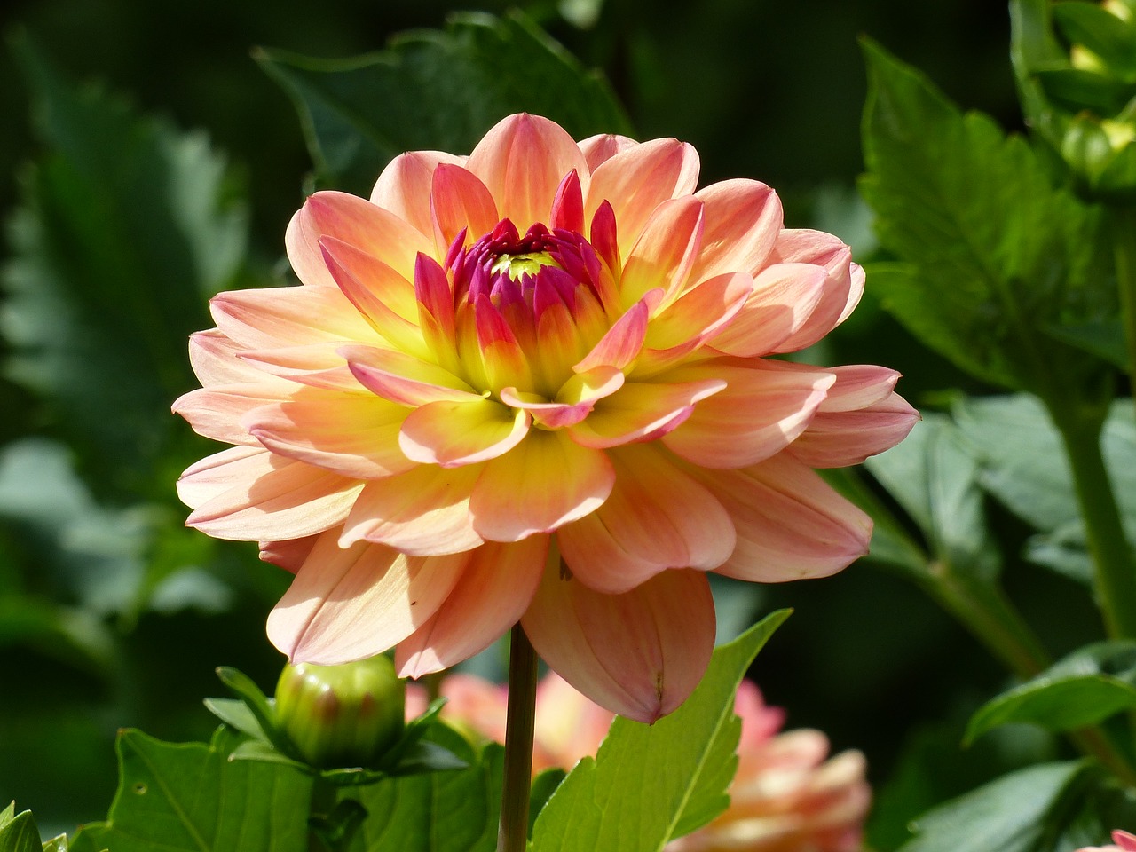 Image - dahlia orange colors summer garden