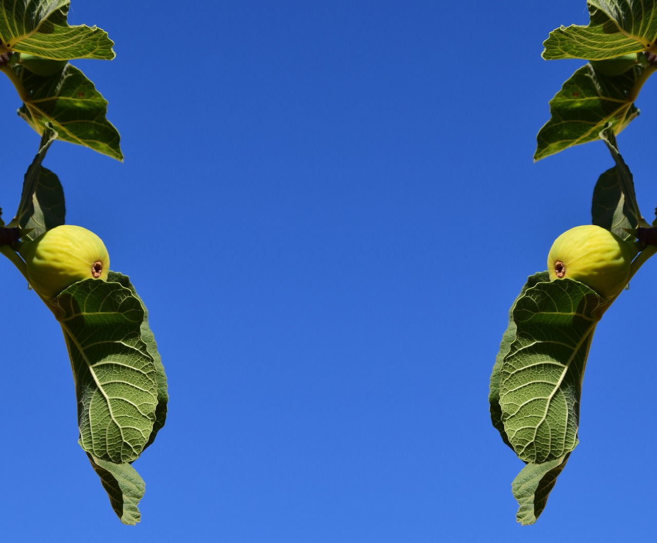 Image - figs fig tree fruits real coward